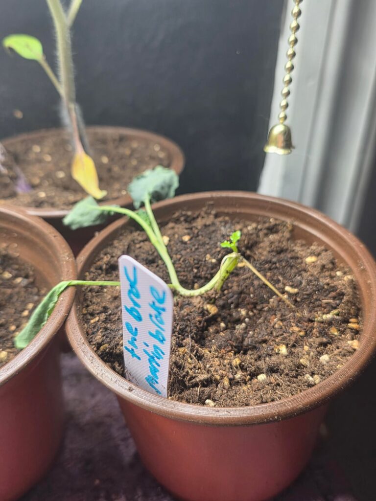 Broccoli that snapped during transplant has grown a little sprout Broccoli that snapped during transplant has grown a little sprout