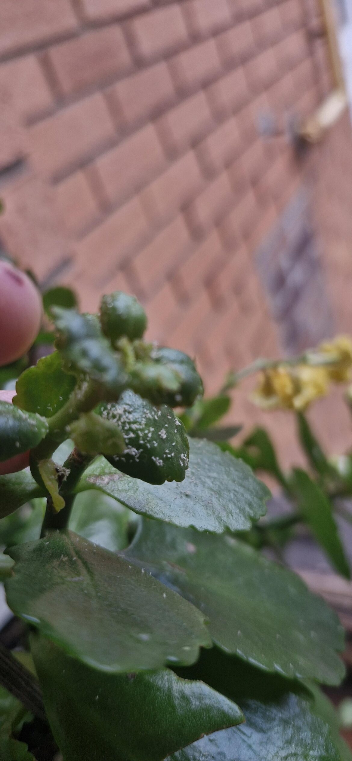 What is this infestation?