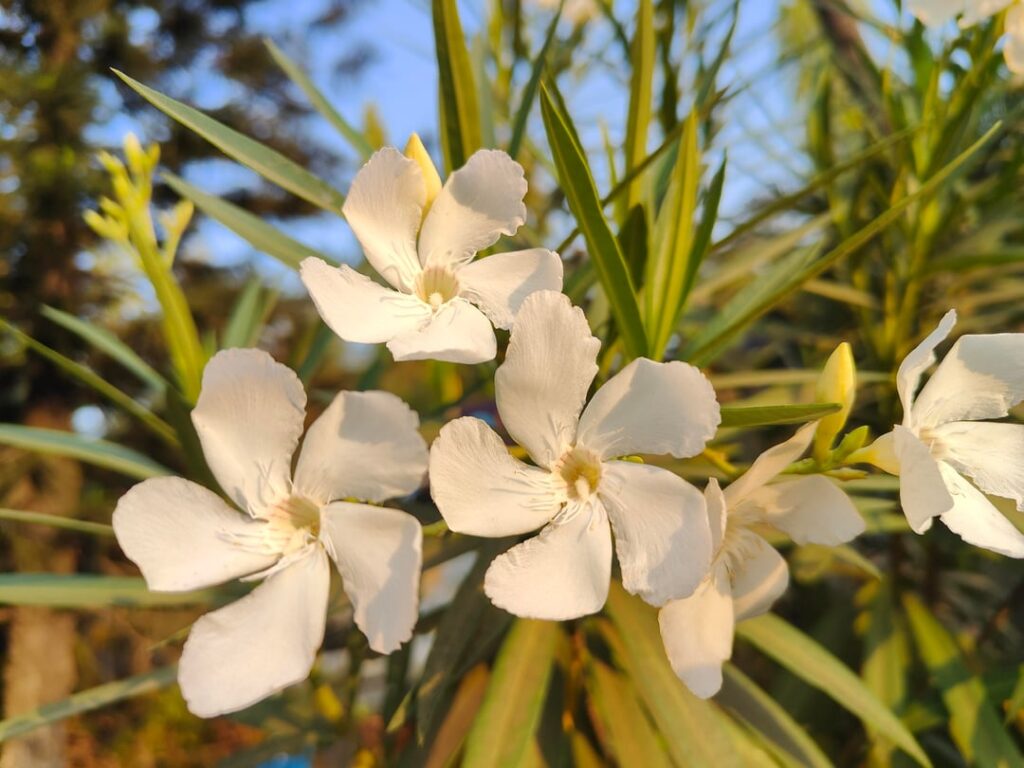 Nerium oleander