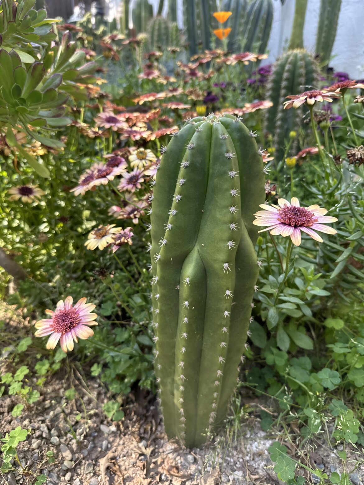 🌵