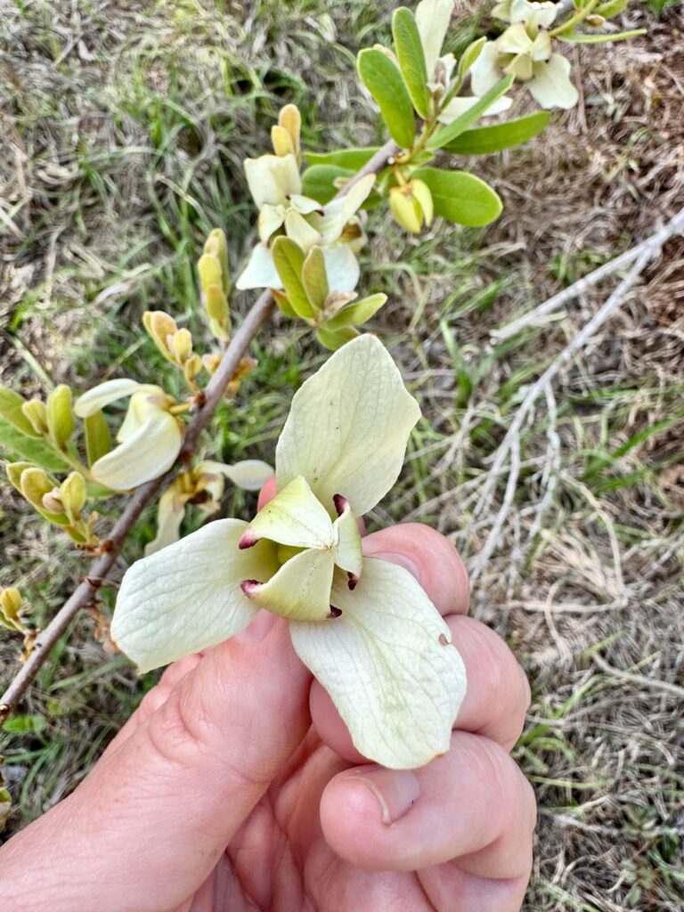 Netted Pawpaw [Asimina reticulata]
