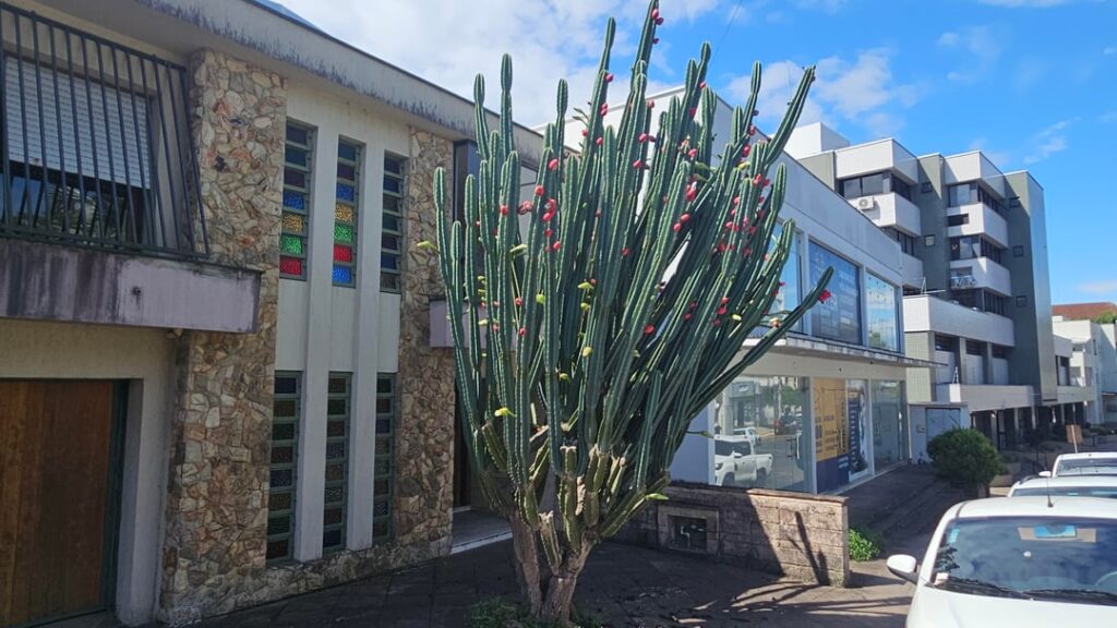 The amount of fruits in this Cereus The amount of fruits in this Cereus