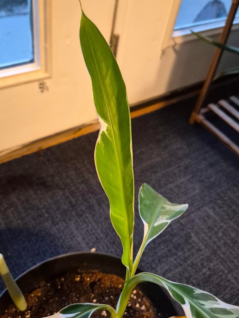 Is my banana plant ok?