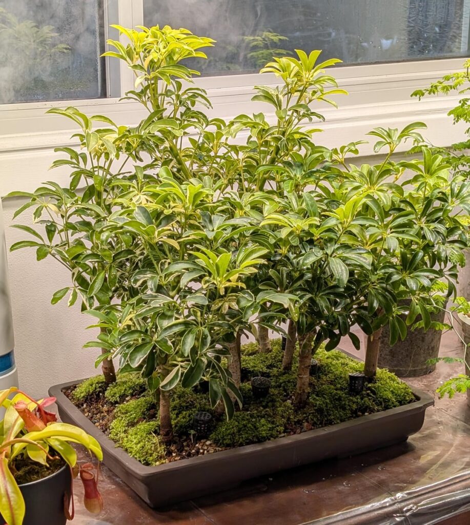 My Pre-Bonsai Schefflera Forest! My Pre-Bonsai Schefflera Forest!