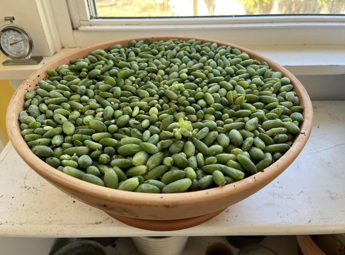 When will my bowl of cucumbers flower?