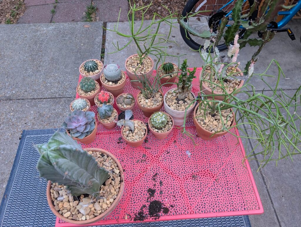 Repotted the current collection