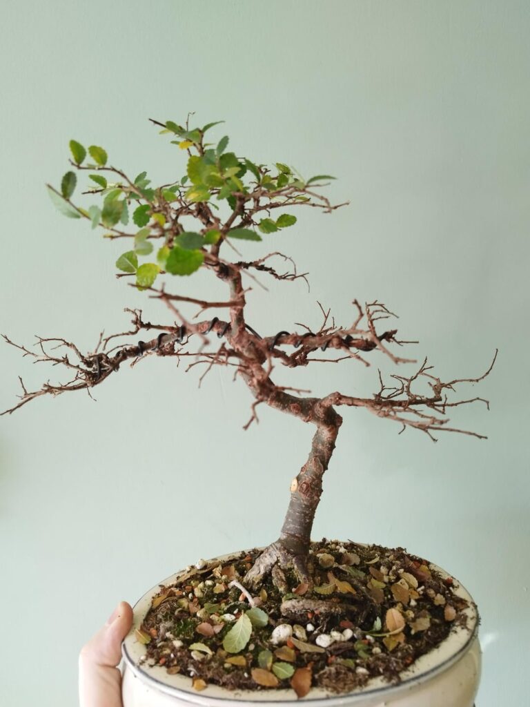 Beginner Chinese elm ramification