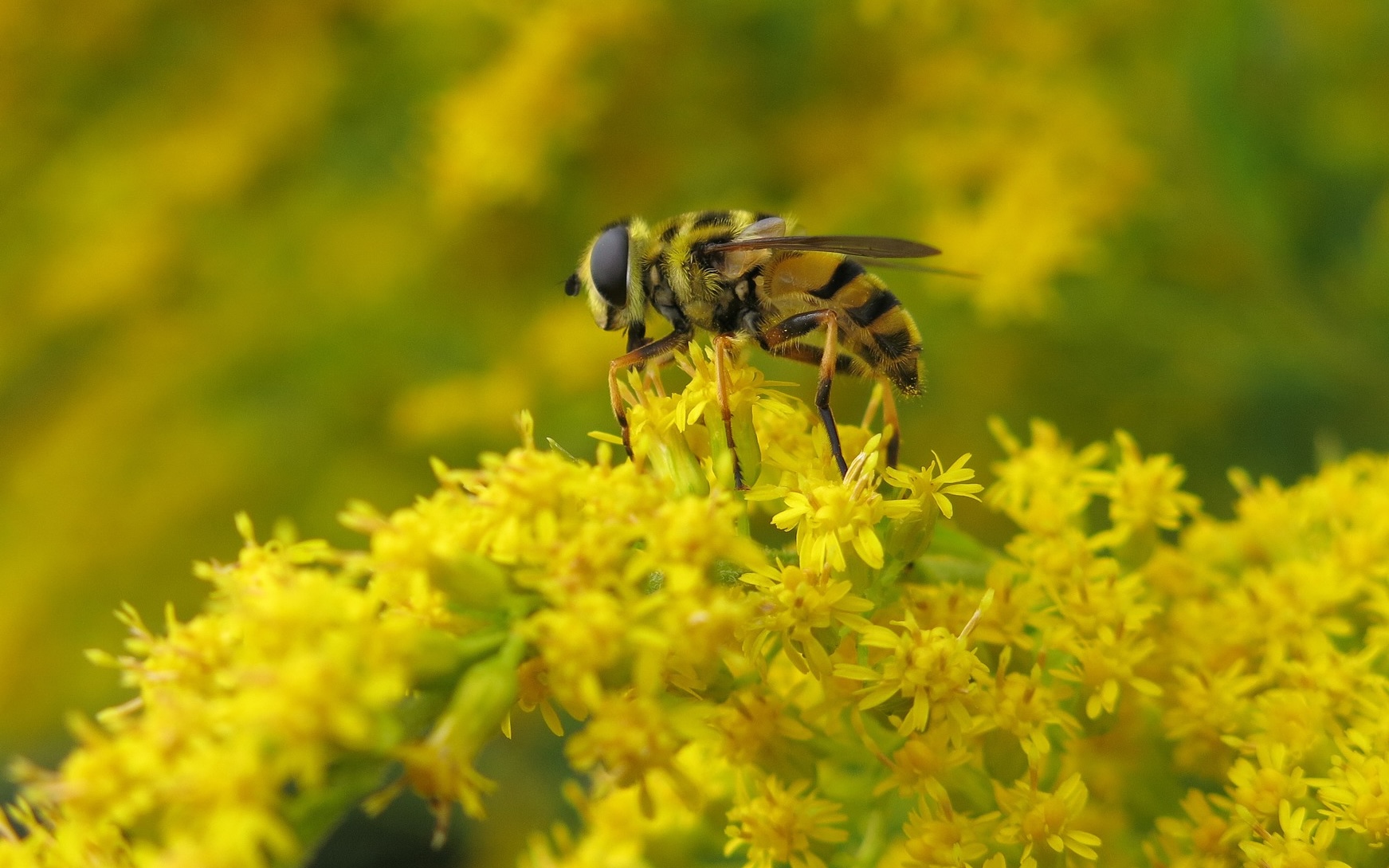 Bee on top of dome of goldenrod flowers.
