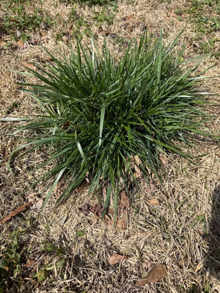 What kind of weeds are these