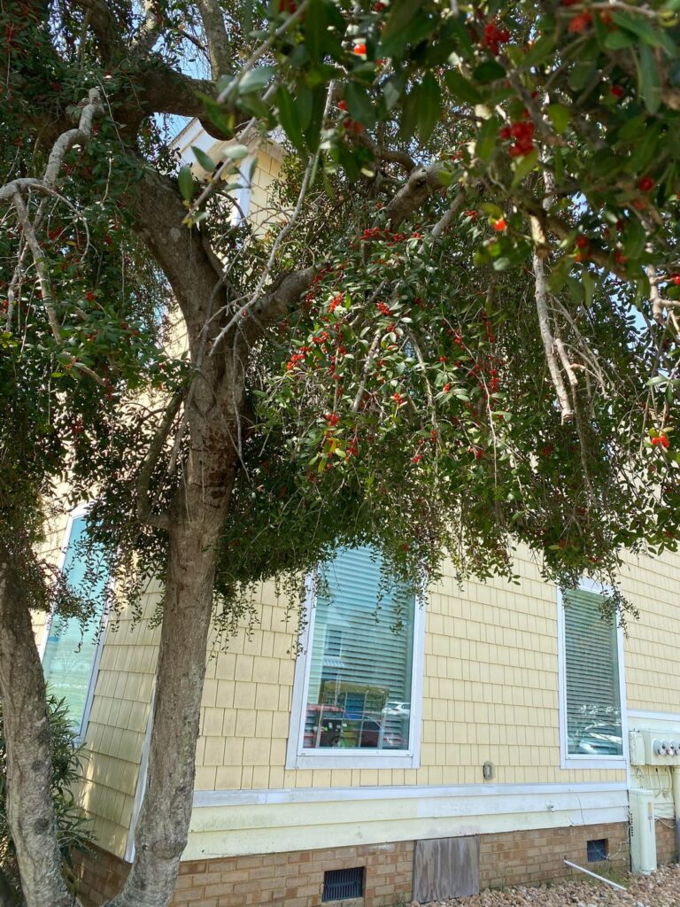 What is this tree and are those fruits editable?