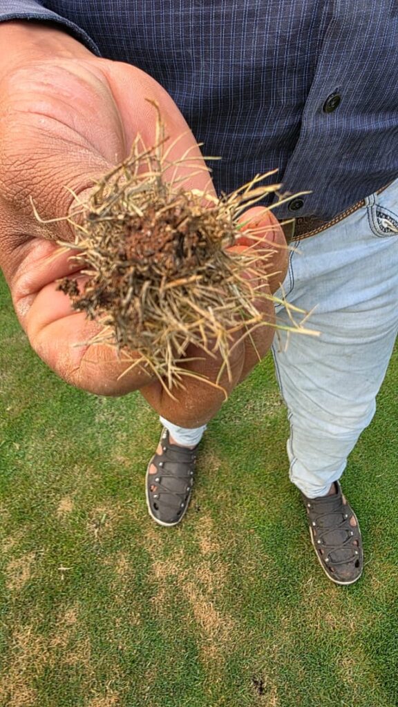 What's Problem Lawn Grass Roots - Zoysia Matrella/ Korean Carpet Lawn Grass in my Yard