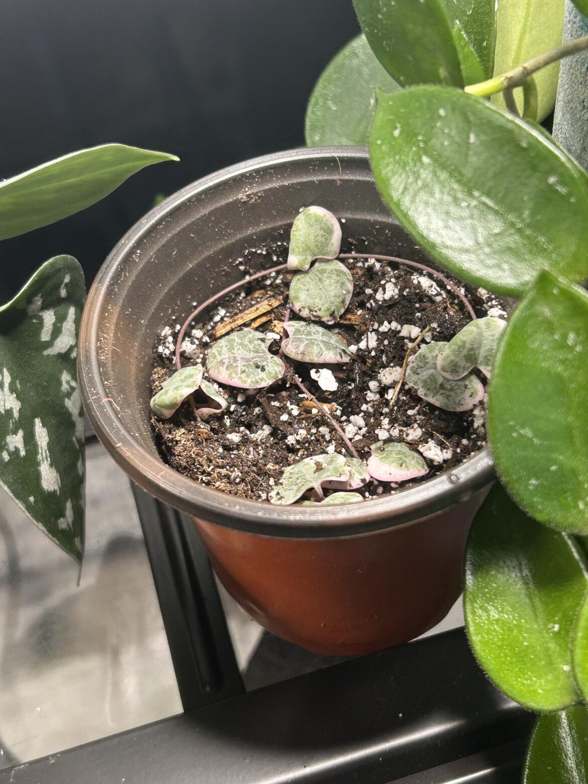 Will this propagate and grow??