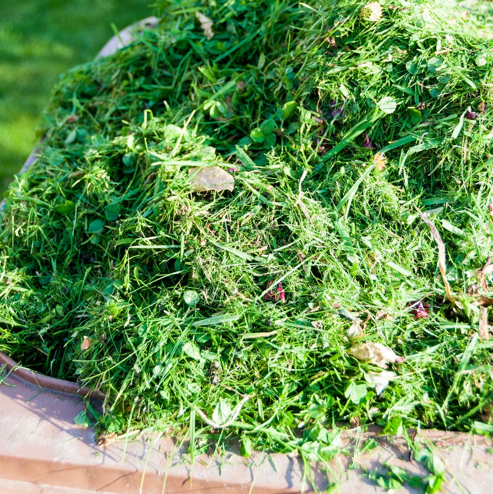 Grass cuttings Grass cuttings