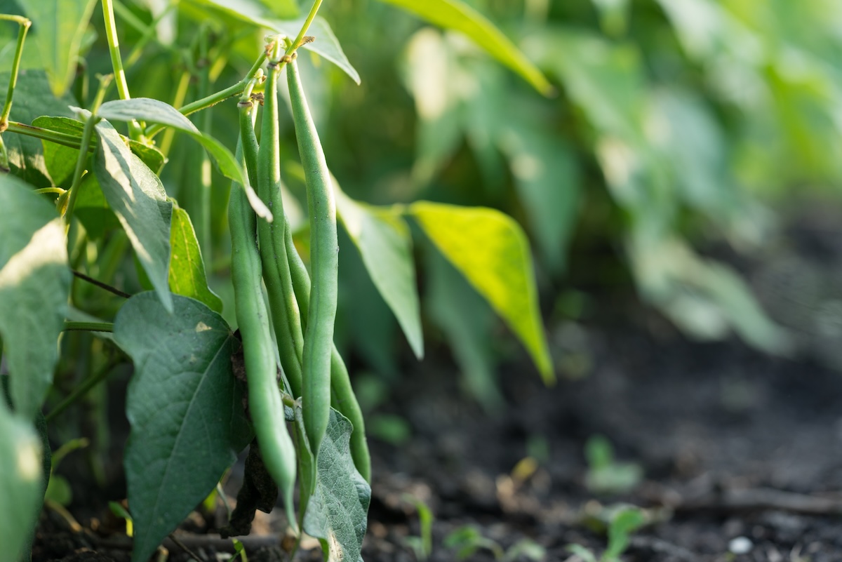 Several green beans growing in a sunny garden.