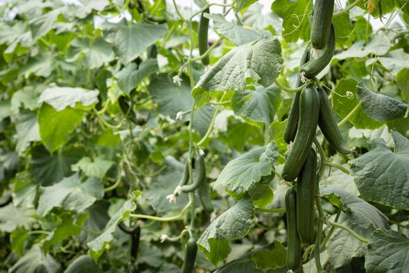 Green cucumbers are hanging from lush vines inside a greenhouse, representing organic farming, healthy eating, and the abundant harvest of fresh, ripe Green cucumbers are hanging from lush vines inside a greenhouse, representing organic farming, healthy eating, and the abundant harvest of fresh, ripe