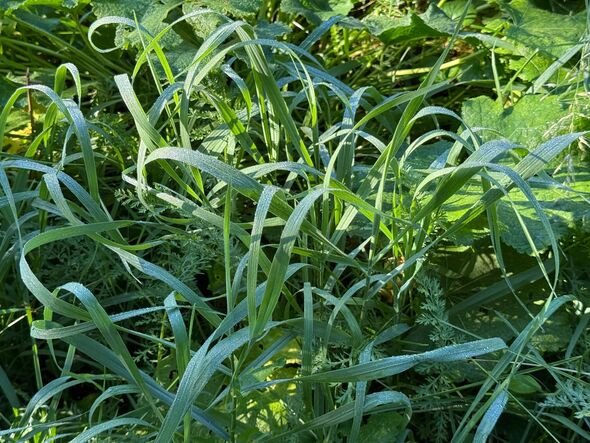 Green grass covered with morning dew Green grass covered with morning dew