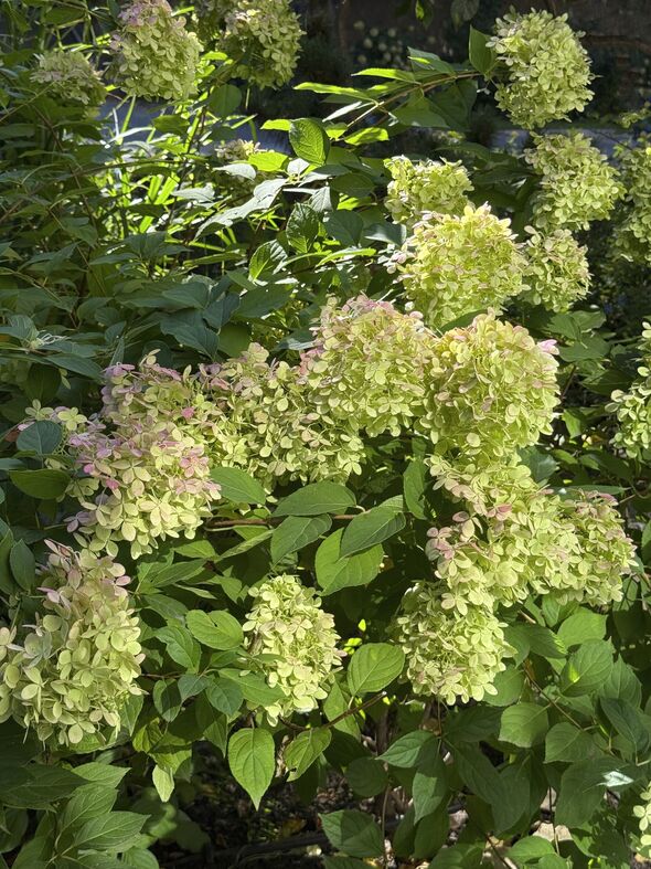 Green hydrangea blooming shrub in garden