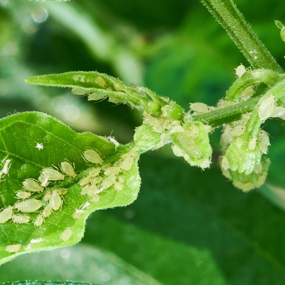 small aphid on a green leaf in the open air.
