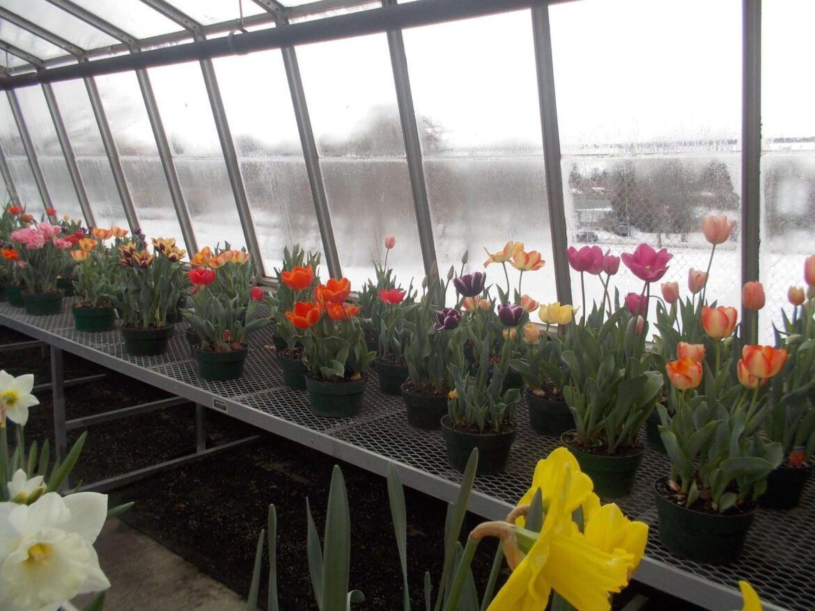 City of Kingston greenhouse will not resume spring tours, operating at full capacity City of Kingston greenhouse will not resume spring tours, operating at full capacity