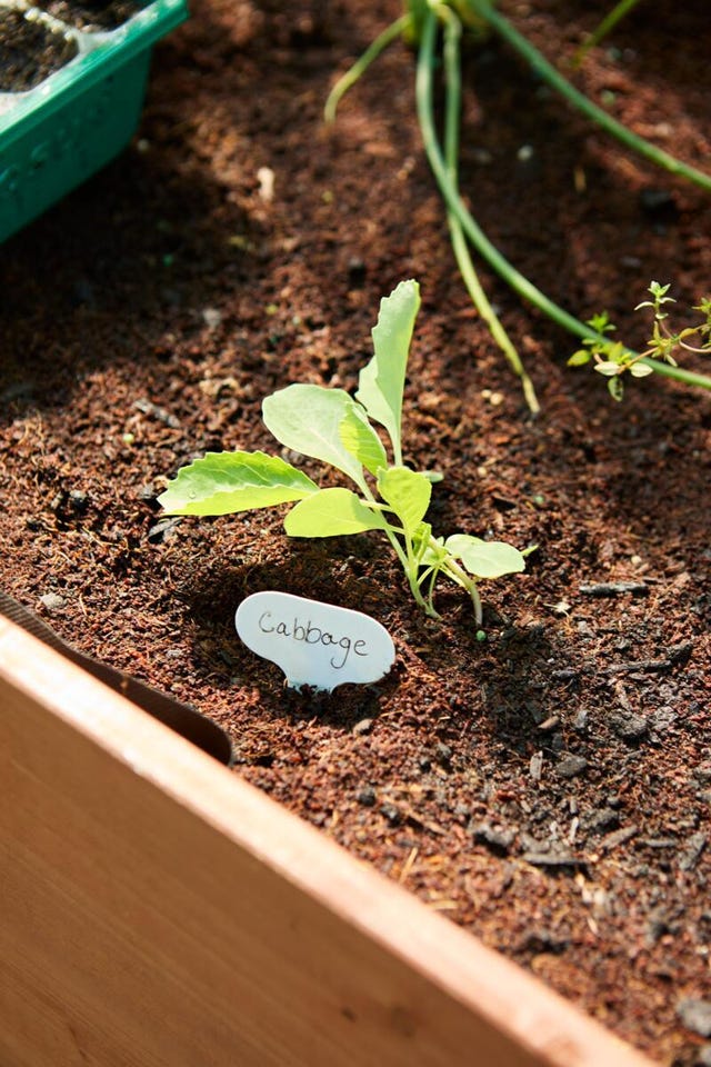 garden bed with a young cabbage plant and a labeled marker