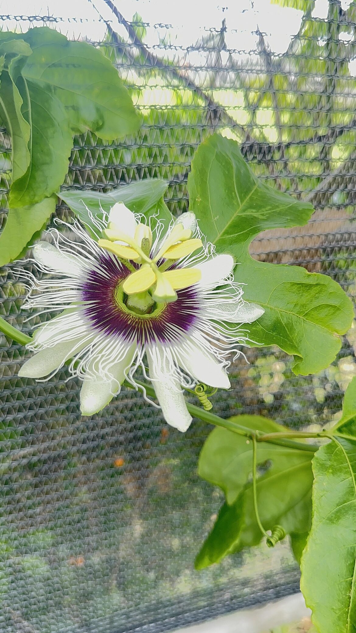 passion fruit flower 😍