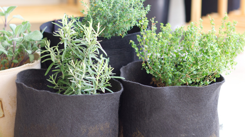 Assorted Mediterranean herbs planted in small grow bags.