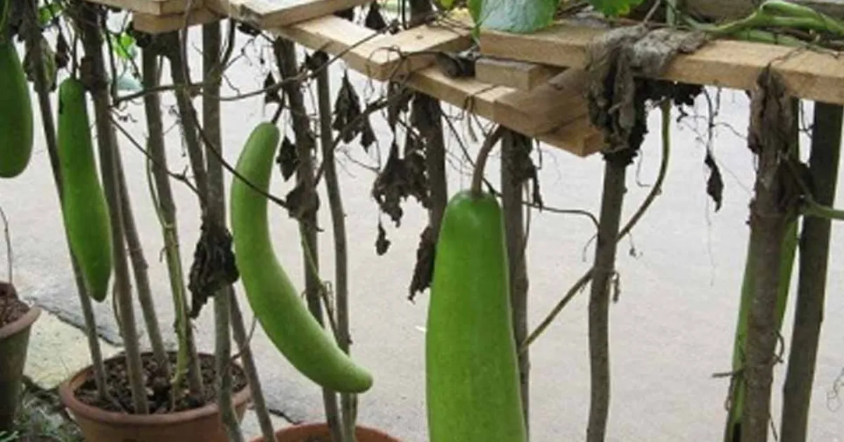grow bottle gourd at home