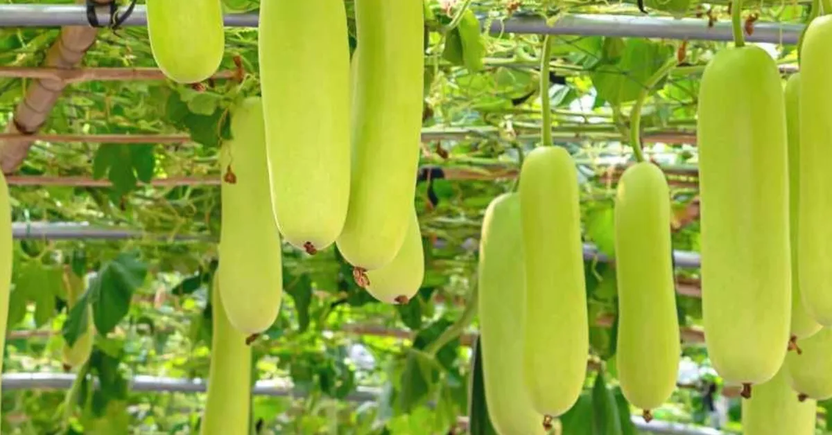 grow bottle gourd at home