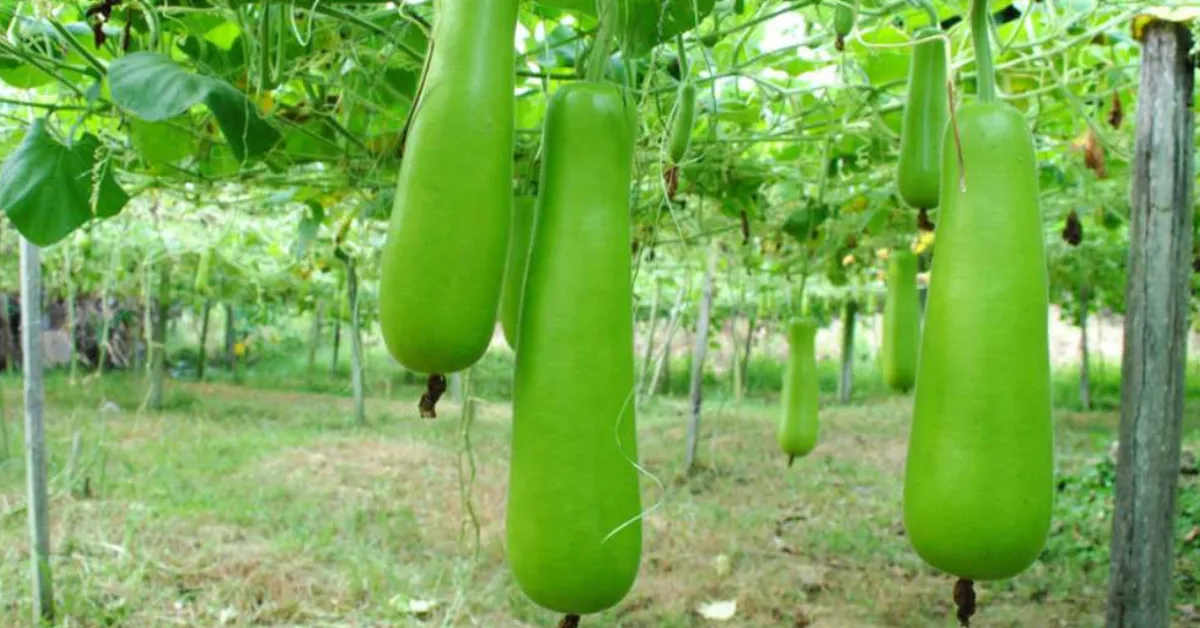 grow bottle gourd at home