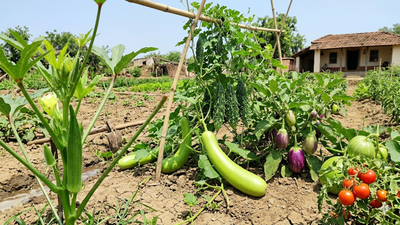 Grow bottle gourd to 5 best summer green vegetables for your home garden