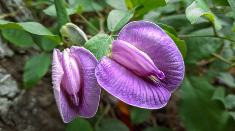 Two purple flowers on a spurred butterfly pea vine