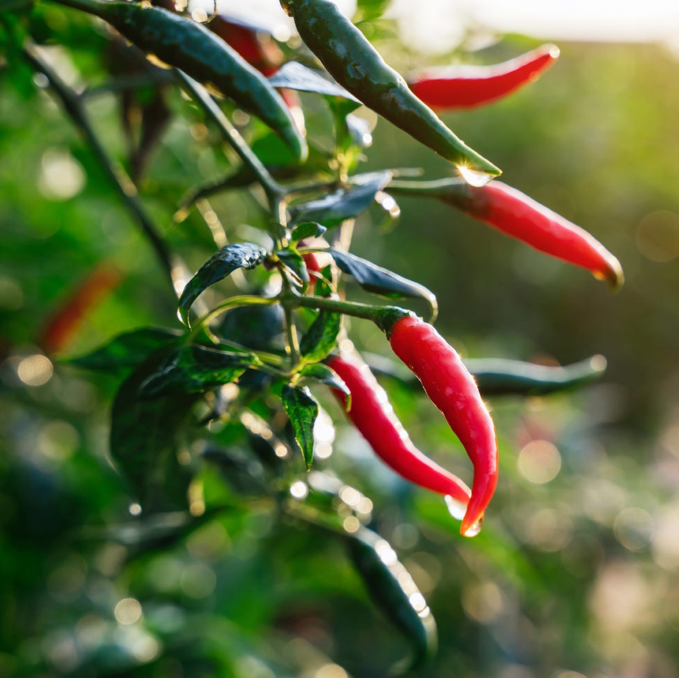 close up fresh chilli pepper in garden concept, organic chillies vegetable planting in farm countryside, red and green fruit peppers on stem