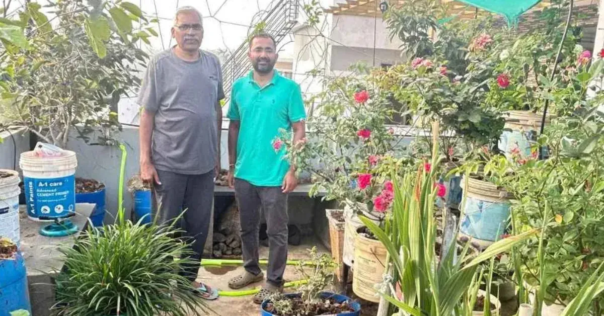 growing spring onions