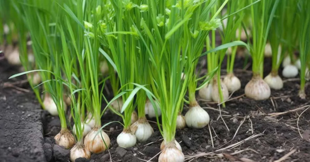 growing spring onions