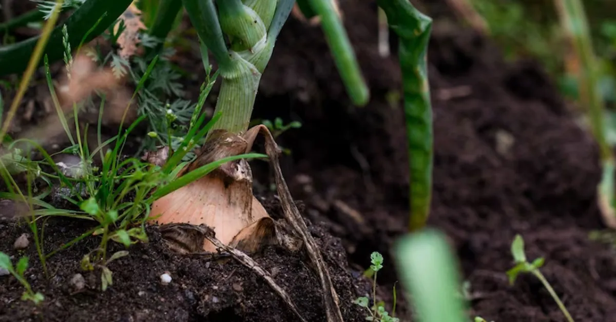 growing spring onions