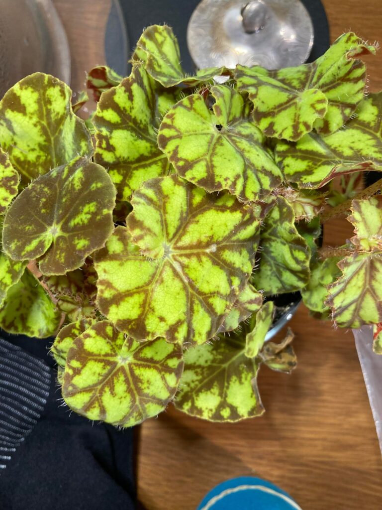 Sort of looks like bowerae to me, can anyone confirm? Sort of looks like bowerae to me, can anyone confirm?