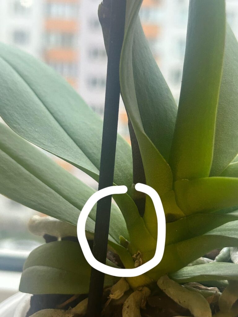 Orchid: Root or stem? What do you guys think?