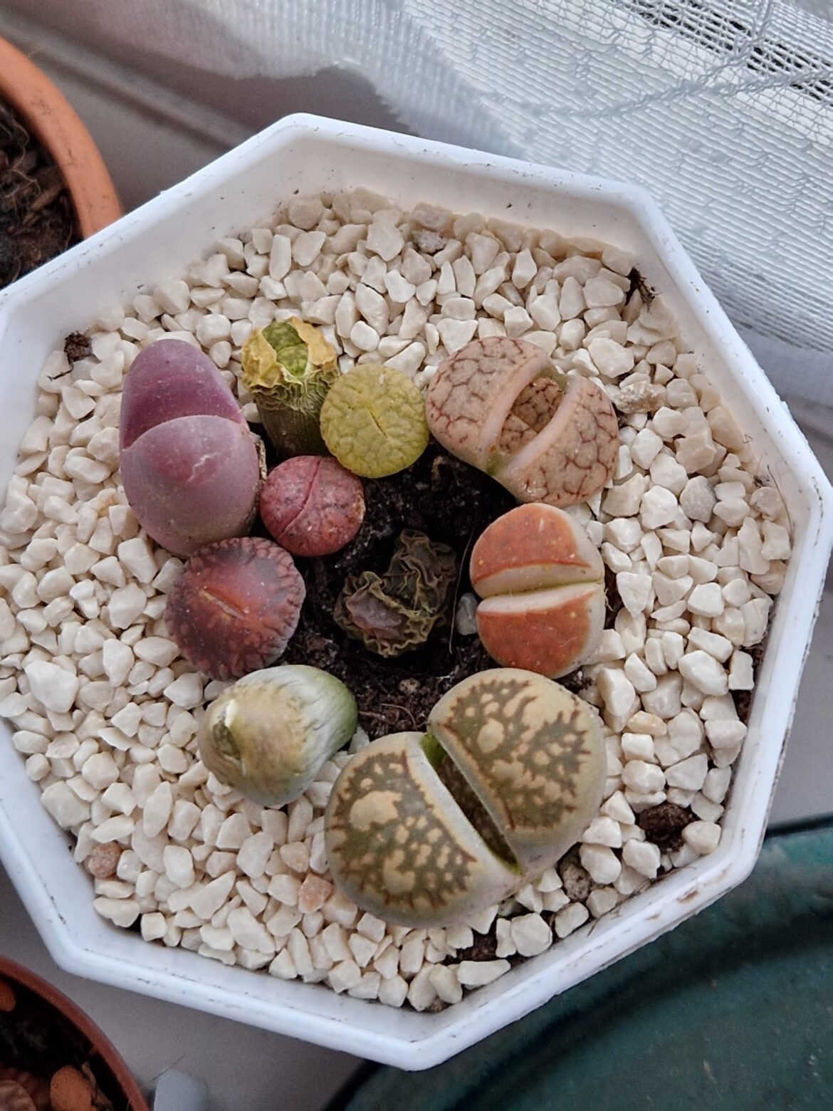 What should I do with the survivors?