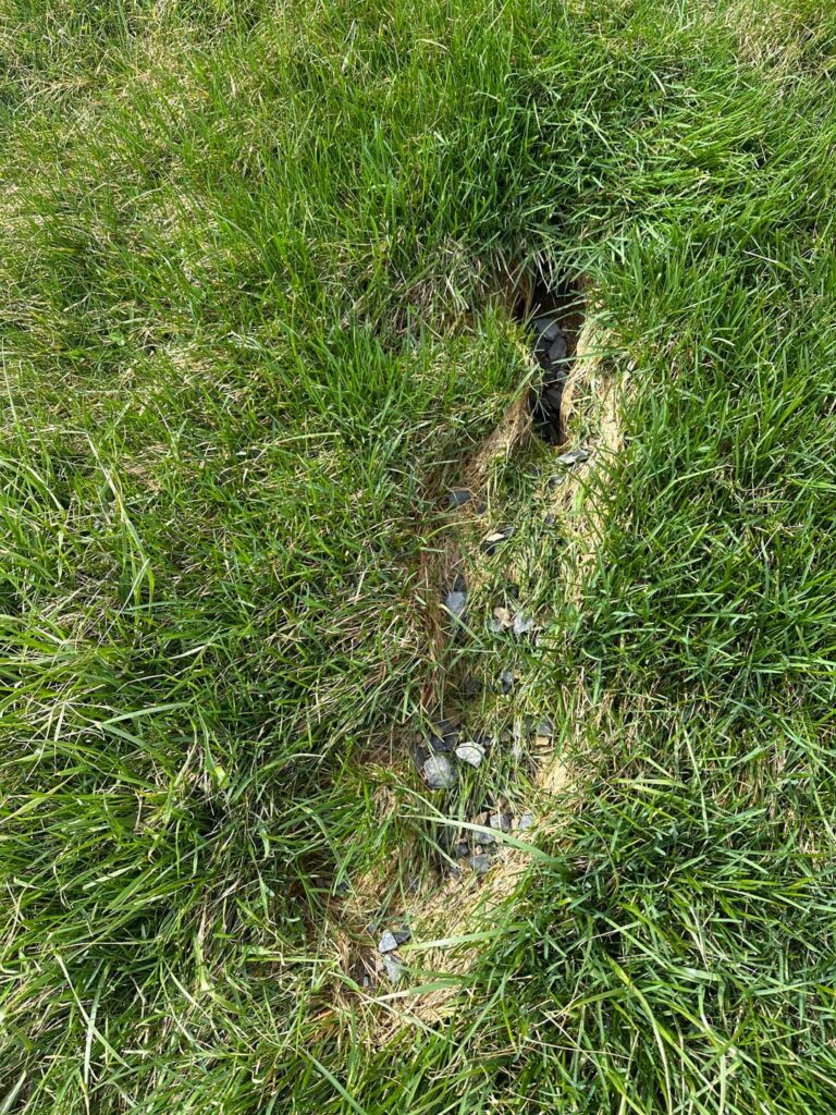 Is something burrowing in my yard?