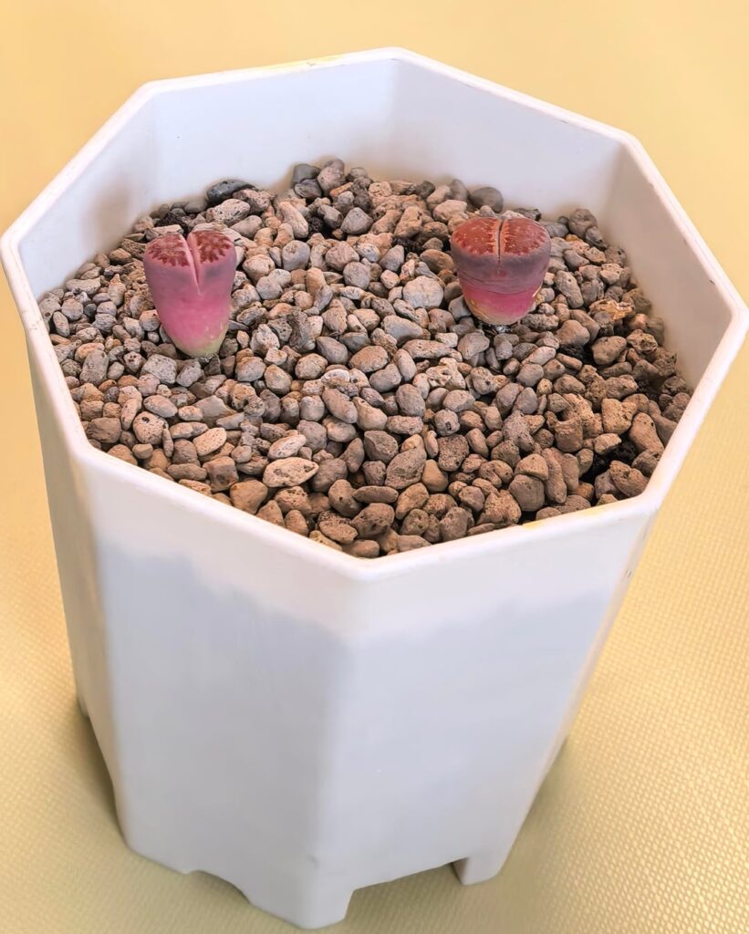 I’m putting these two back into the pot first (I accidentally spilled everything), I just thought they look very pretty! I'm putting these two back into the pot first (I accidentally spilled everything), I just thought they look very pretty!