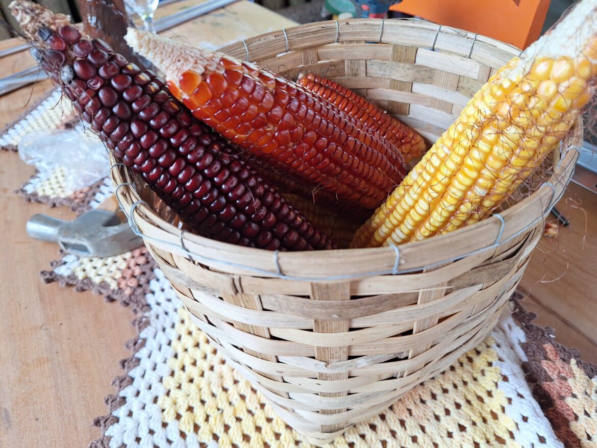 Colorful corn 🌽