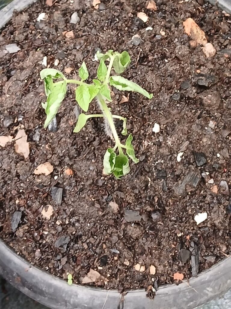 This is the second tomato plant in this pot to wilt. What’s happening to them? I’m worried and distressed about it. This is the second tomato plant in this pot to wilt. What's happening to them? I'm worried and distressed about it.