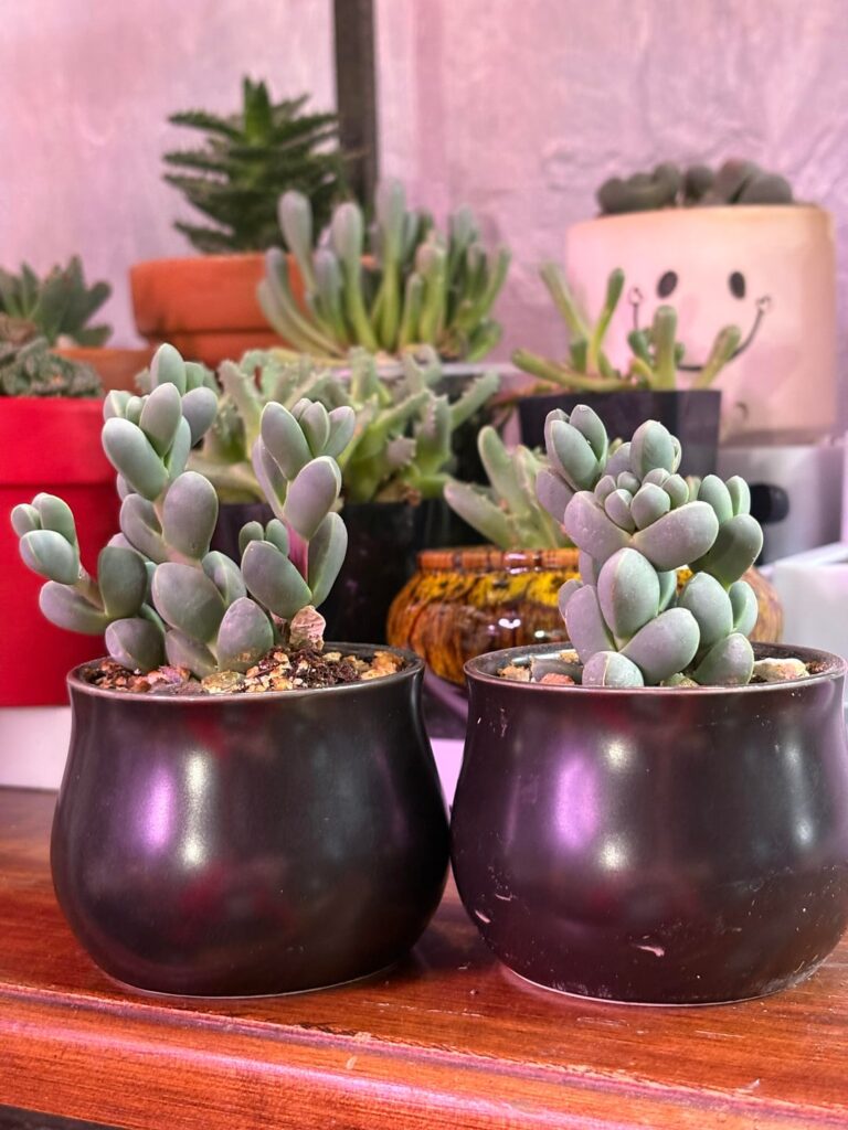 Just loving on my Delosperma lehmannii