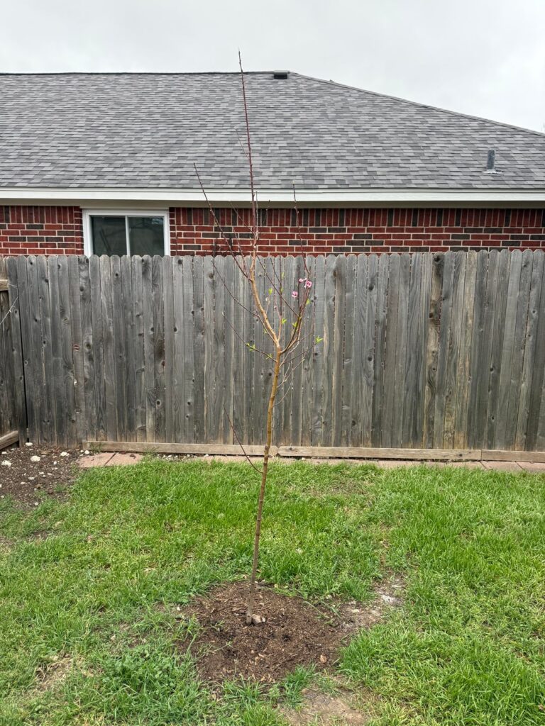 Peach tree trimming