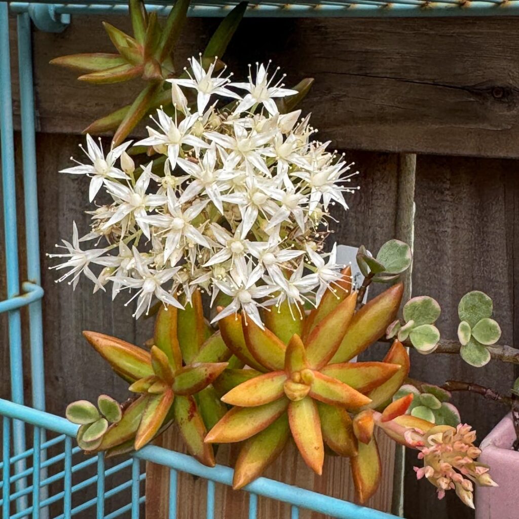 I love these little blooms 🤩 Sedum adolphii ‘firestorm’