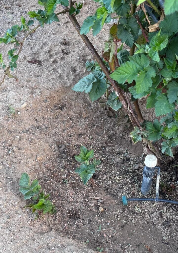 Boysenberry Shoots Near Base of Mother Plant