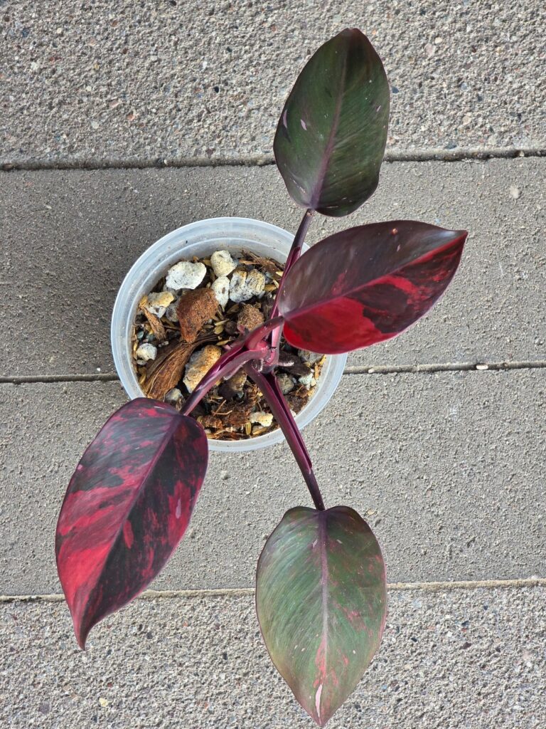 A little showcase post watering
