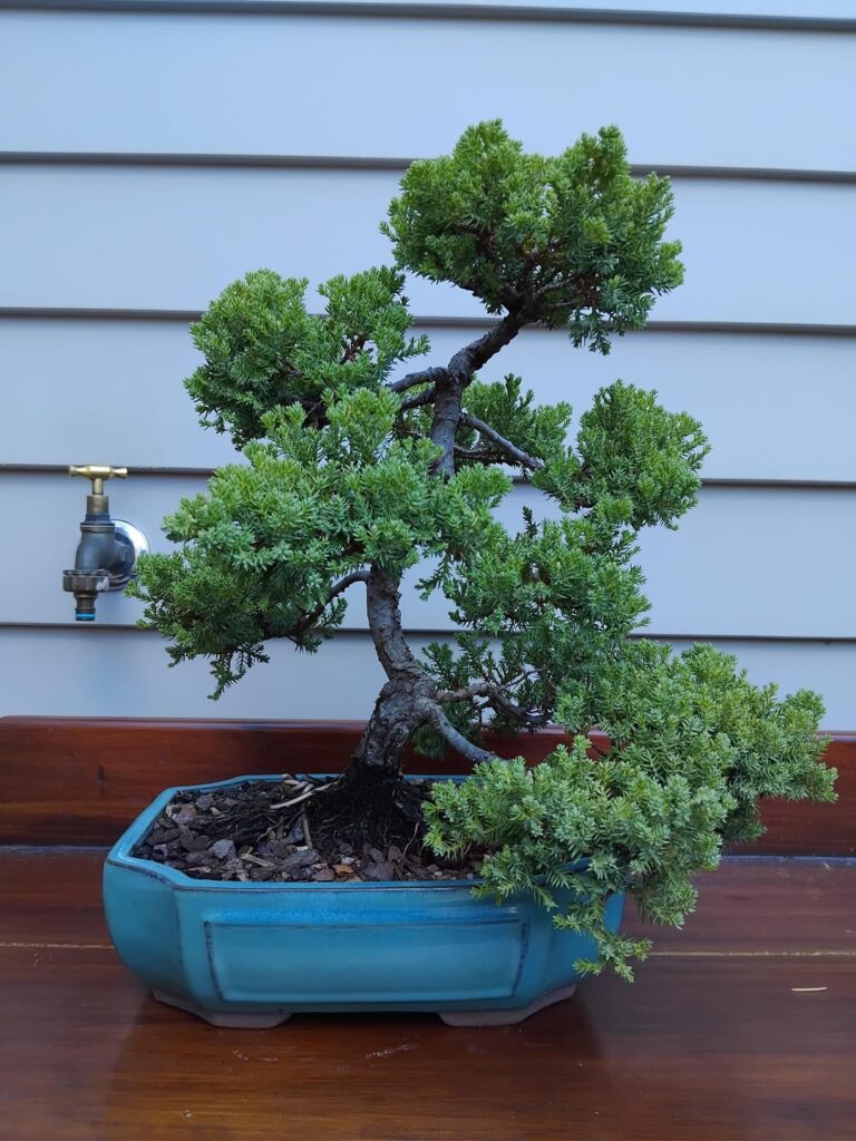 Some light styling on 3 of my trees