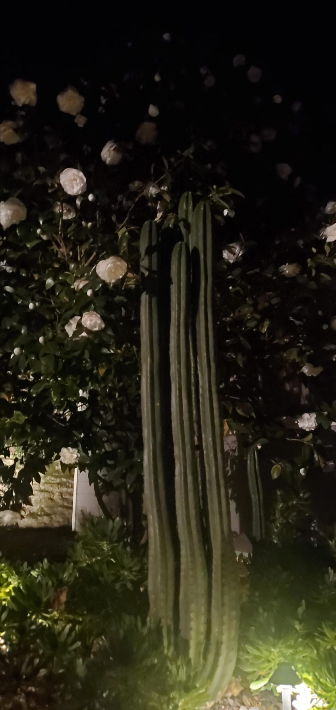 Pretty Chonk Pretty Chonk