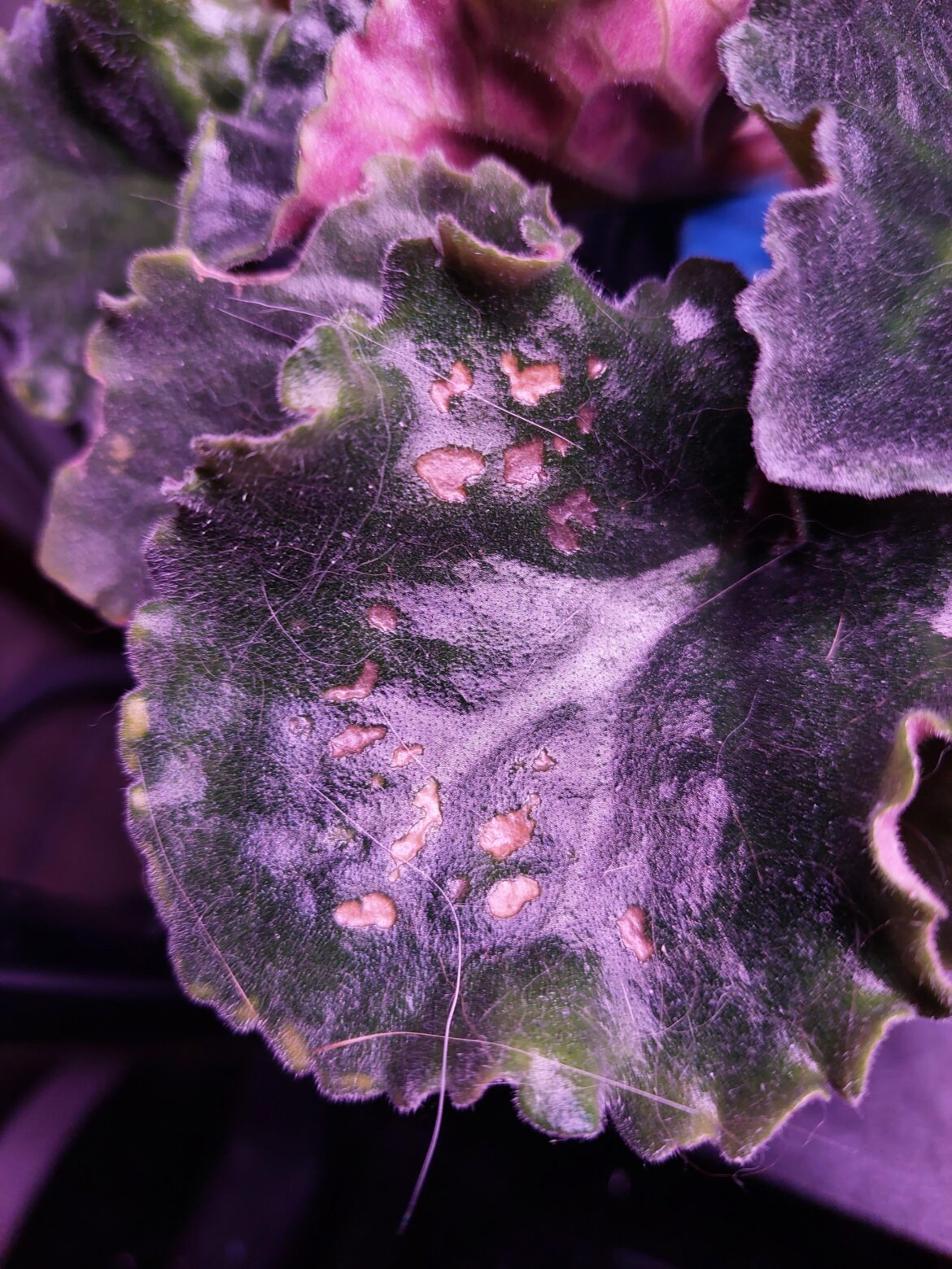 What's with my leaf?
